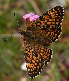 Glanville Fritillary - Melitaea cinxia © Teresa Farino